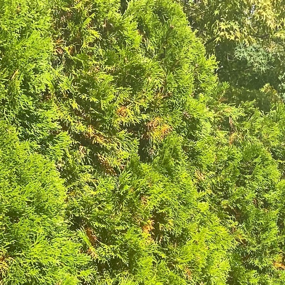 Meet your Posher, Anna - Picture 1 of 1